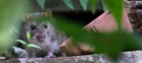 How Does Pest Control Utilize Spatial Risk Modeling to Prioritize Treatment Zones Without Overapplying Products?
