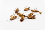 Why Does Pest Control Evaluate Resource Competition Between Pest Species When Developing Comprehensive Treatment Strategies?