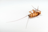 How Does Pest Control Incorporate Resistance Management Principles to Maintain Treatment Effectiveness Across Repeated Intervention Cycles?