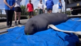 Rescued Manatee Returned to the Wild
