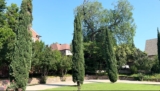 Seiridium Canker Treatment for Italian Cypress in Westover Village TX