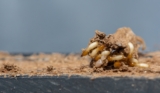 What Environmental Moisture Variables Influence Sentricon Bait Consumption Rates in Subterranean Termite Colonies?