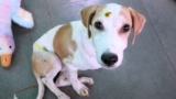 Whisper lay traumatized… – Animal Aid Unlimited