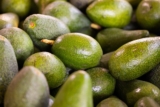 An update on avocado in dog diet