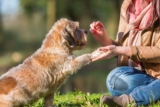 Size Matters (When Using Treats as Reinforcement)