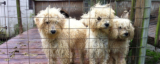 Big win: 10 US states now ban the sale of puppy mill puppies in pet shops