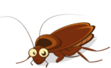 7 Cockroach Infestation Signs in HDB Flats