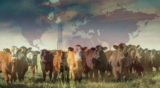 Open letter on the importance of addressing methane from industrially farmed animals to help slow global warming and build farm resilience
