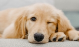 Why Do Dogs Wink? The Answer Isn’t as Cute as You’d Think