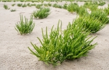 Guest article: There’s a market for saline agriculture. It just needs a boost