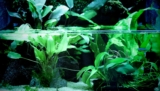 The Importance Of Armored Catfish In Aquariums: A Complete Guide For Fish Keepers
