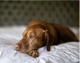 Making Your Move Pet-Safe And Stress-Free