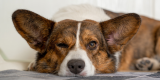 Is Lazy the New Normal? — Frank Sonnenberg Online