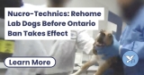 Nucro-Technics: Rehome Lab Dogs! – Animal Justice