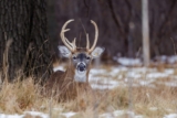 Protecting Trees And Shrubs From Winter Damage