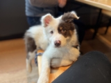 Can I Take My Puppy Out Before Vaccines? Parvo Risk and the Critical Exposure Period