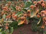 Tree Diseases In Ohio To Watch For In Spring