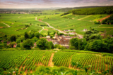 Burgundy’s Quiet Shift: From Extraction to Infusion