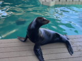 Clearwater Marine Aquarium Expands Conservation, Education with New Pinniped Pier Habitat, Arrival of California Sea Lions
