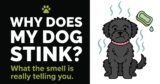 Why Does My Dog Stink? Causes of Dog Odor & What to Do
– 4-Legger