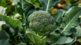 Why Are My Broccoli Heads So Small? 9 Reasons and How to Grow Bigger Heads